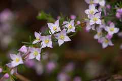 Boronia pilosa