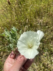 Calystegia collina venusta