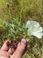 Calystegia collina venusta