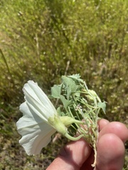 Calystegia collina venusta