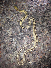 Bogertophis subocularis