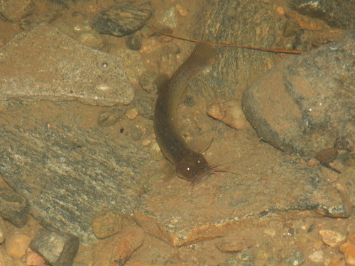 Cali pencil catfish (Trichomycterus caliensis) — Trichomycteridae