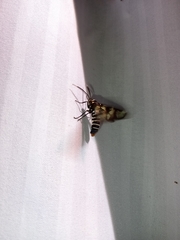 Syntomeida melanthus