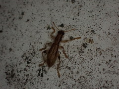 Lemidia aptera