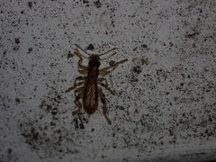 Lemidia aptera