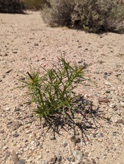 Stillingia paucidentata