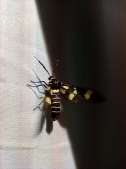 Syntomeida melanthus