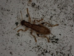 Lemidia aptera