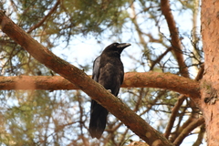 Corvus corax