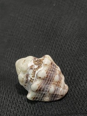 Stramonita biserialis