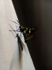 Syntomeida melanthus