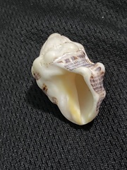 Stramonita biserialis