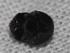 Pseudocanthon perplexus
