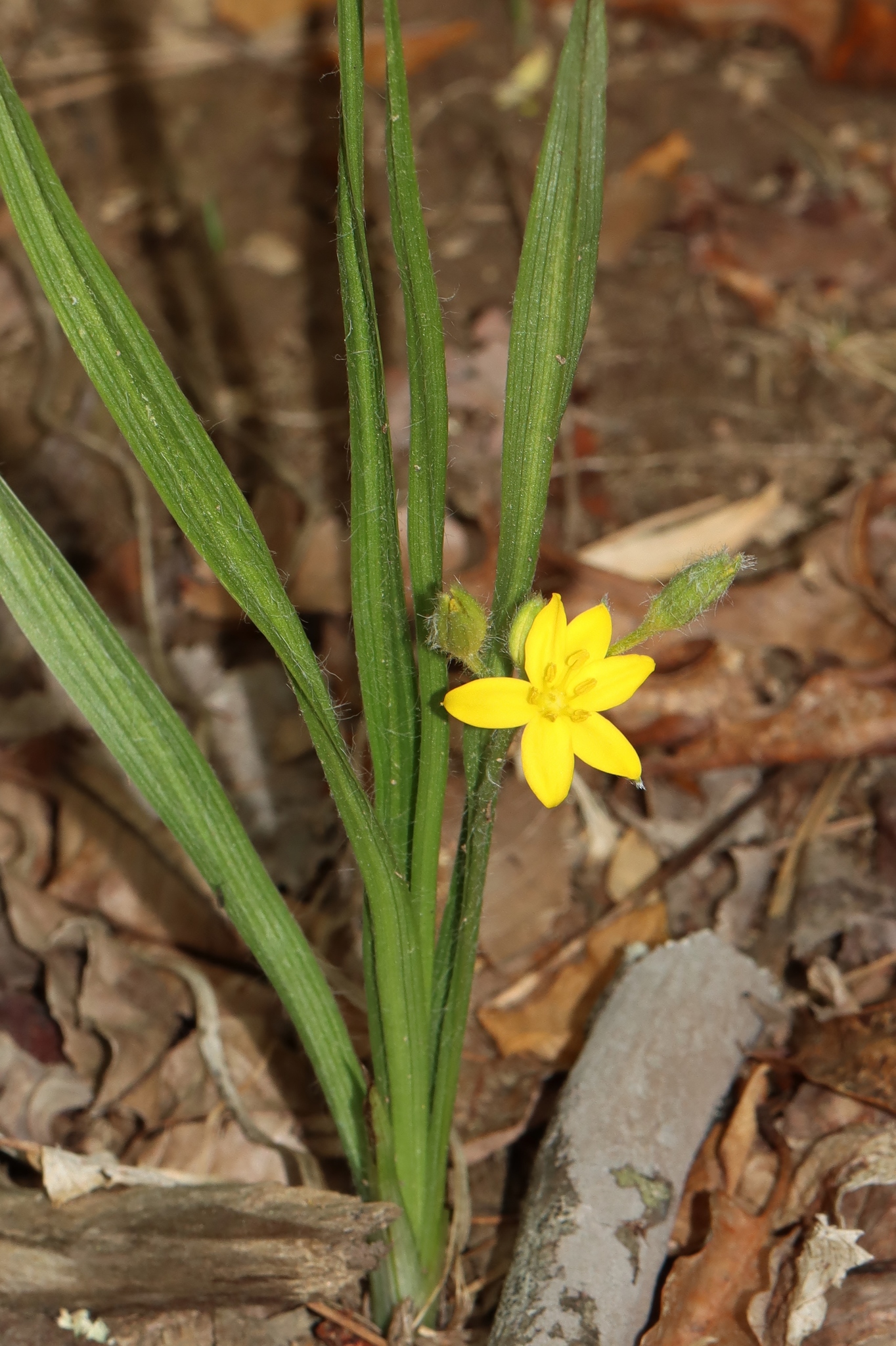 Hypoxis hirsuta