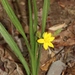 Yellow Star Grass - Photo (c) Bart Jones, some rights reserved (CC BY-NC), uploaded by Bart Jones