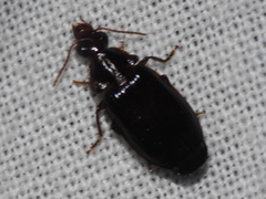 Plochionus timidus