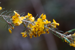 Pultenaea mollis