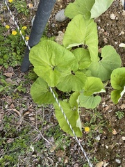 Petasites japonicus
