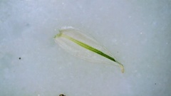Carex reniformis