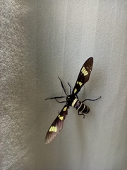 Syntomeida melanthus