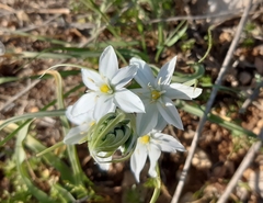 Ornithogalum comosum