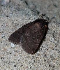 Orthodes cynica