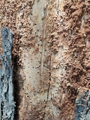 Phloeosinus cupressi