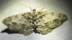 Paradarisa consonaria