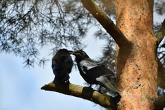 Corvus corax
