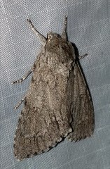 Acronicta americana