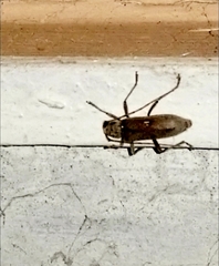 Susuacanga stigmatica