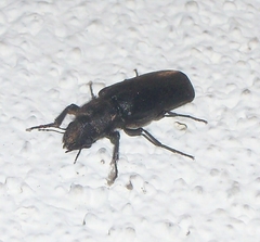 Polycaon stoutii