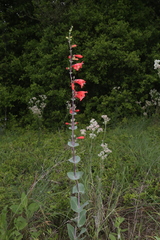 Penstemon murrayanus