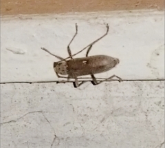 Susuacanga stigmatica