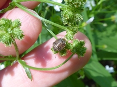 Cosmopepla intergressa