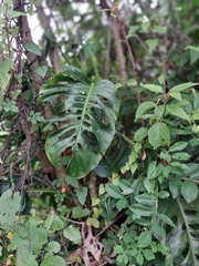 Monstera adansonii