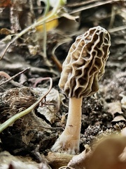 Morchella diminutiva