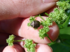 Cosmopepla intergressa