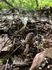 Morchella diminutiva