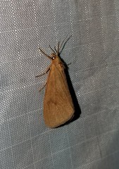 Virbia opella