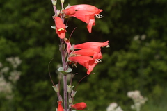Penstemon murrayanus
