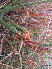 Erica aspalathifolia