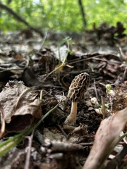 Morchella diminutiva