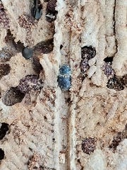 Phloeosinus cupressi