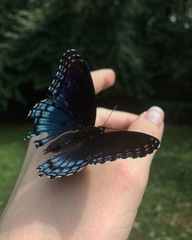 Limenitis arthemis