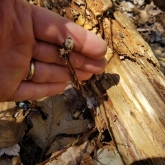 Monotropa uniflora