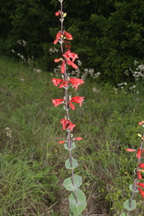 Penstemon murrayanus
