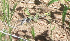 Aspidoscelis hyperythrus beldingi