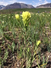 Castilleja lutescens