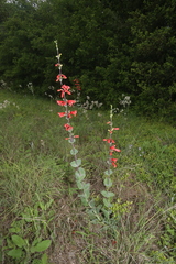 Penstemon murrayanus